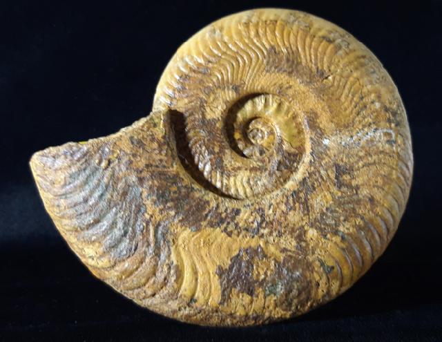 Harpoceras cf. nitescens STOLZ 1911 - Bild © FossNet FossilienStore